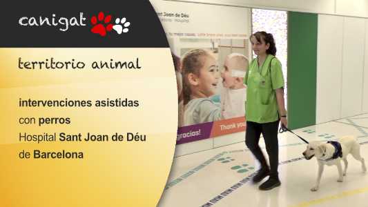 intervenciones asistidas con perros Hospital Sant Joan de Déu de Barcelona