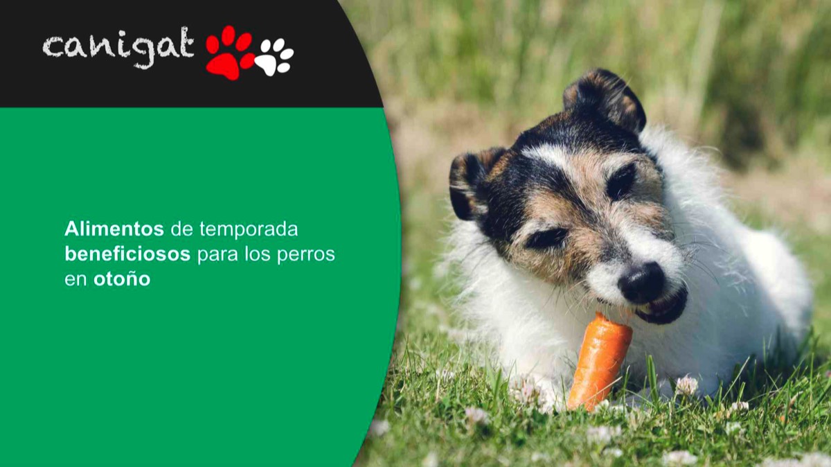 Alimentos de temporada beneficiosos para los perros en otoño