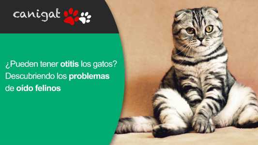¿Pueden tener otitis los gatos? Descubriendo los problemas de oído felinos
