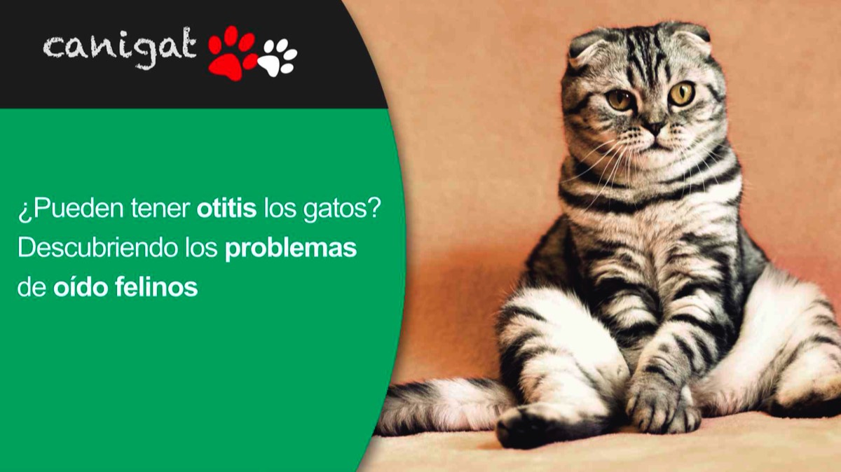 ¿Pueden tener otitis los gatos? Descubriendo los problemas de oído felinos