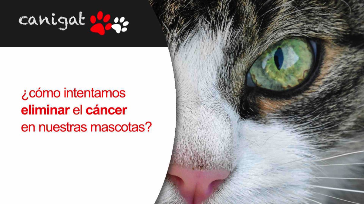 ¿cómo intentamos eliminar el cáncer en nuestras mascotas?