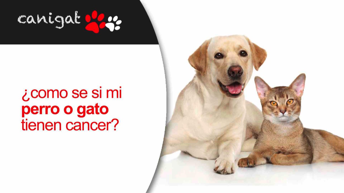 ¿cómo se si mi perro o gato tienen cancer?