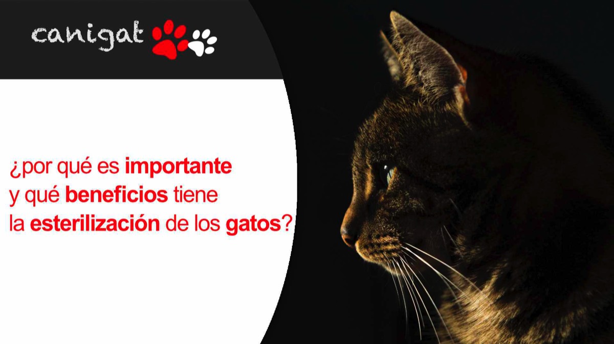 ¿por qué es importante y qué beneficios tiene la esterilización de los gatos?