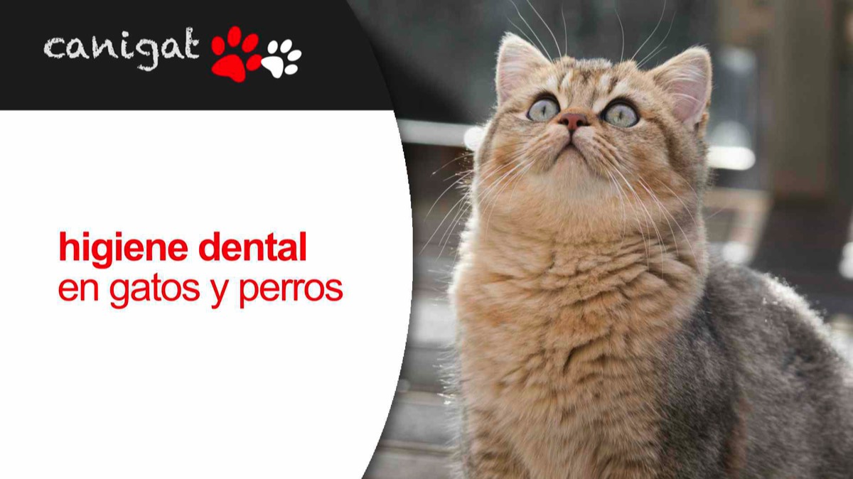higiene dental en gatos y perros