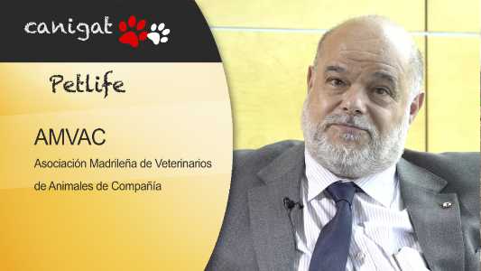 amvac, asociación madrileña de veterinarios de animales de compañía