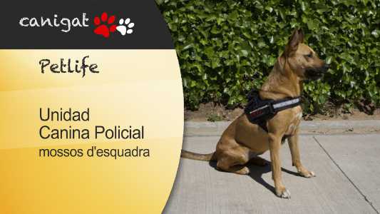 unidad canina policial, mossos désquadra