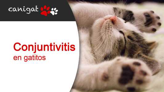 conjuntivitis en gatos