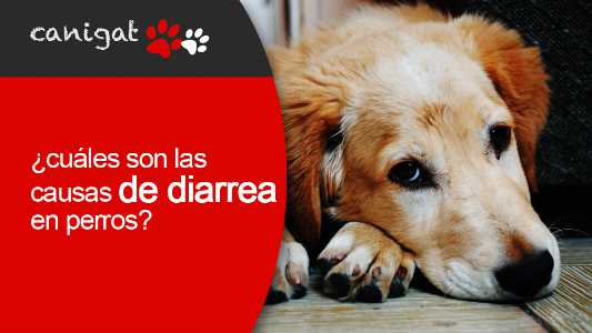 ¿cuáles son las causas de diarrea en perros?