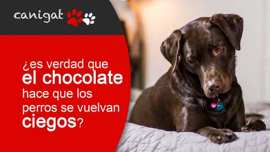 ¿es verdad que el chocolate hace que los perros se vuelvan ciegos?