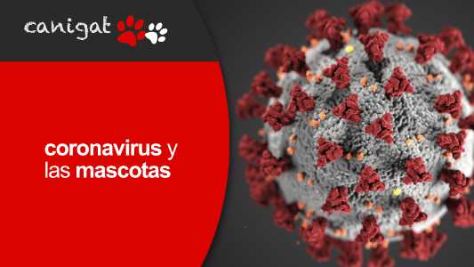 coronavirus y las mascotas