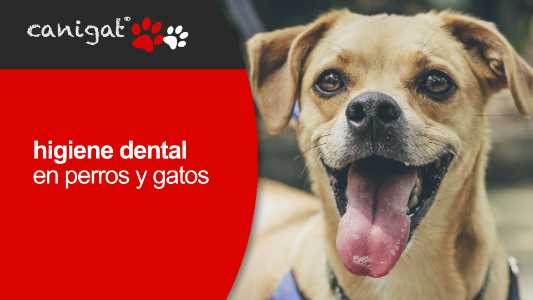 higiene dental en perros