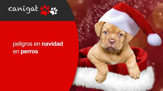 peligros en navidad en perros