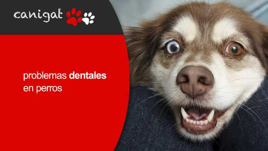 problemas dentales en perros