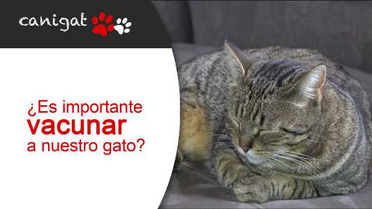 ¿és importante vacunar a nuestro gato?