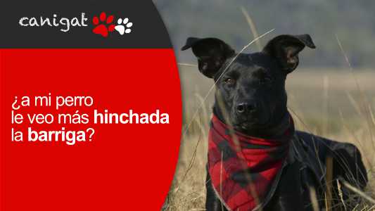 ¿a mi perro le veo más hinchada la barriga?