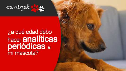 ¿a qué edad debo hacer analíticas periódicas a mi mascota?