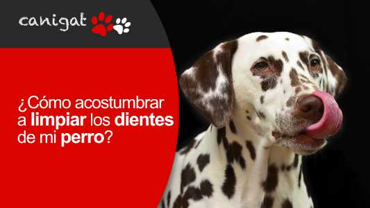 ¿cómo acostumbrar a limpiar los dientes a mi perro?