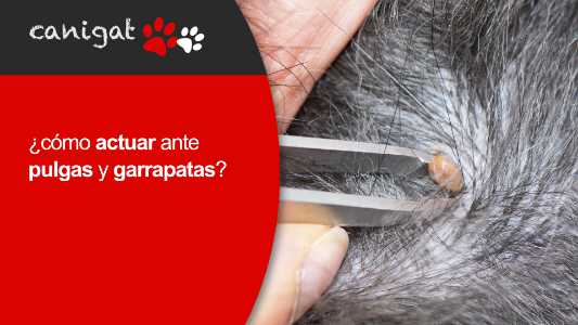 ¿cómo actuar ante pulgas y garrapatas?