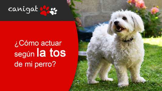 ¿cómo actuar según la tos de mi perro?