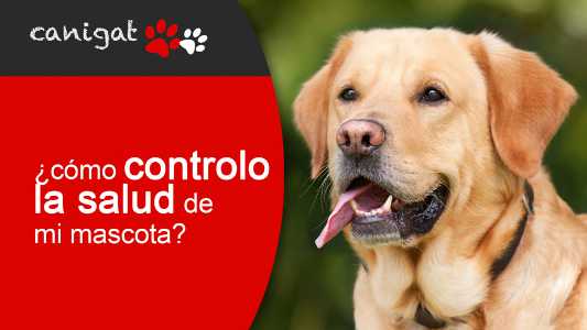 ¿cómo controlo la salud de mi mascota?