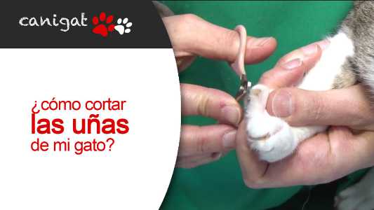 ¿cómo cortar las uñas de mi gato?