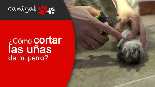 ¿cómo cortar las uñas de mi perro?