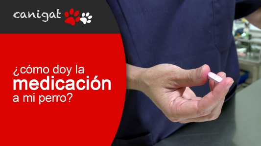 ¿cómo doy la medicación a mi perro?