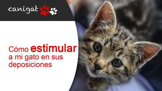 ¿cómo estimular a mi gato en sus deposiciones?