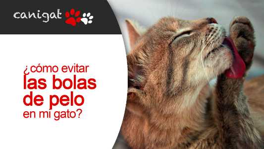 ¿cómo evitar las bolas de pelo en mi gato?