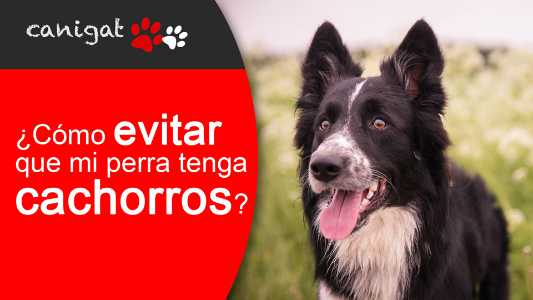 ¿cómo evitar que mi perra tenga cachorros?