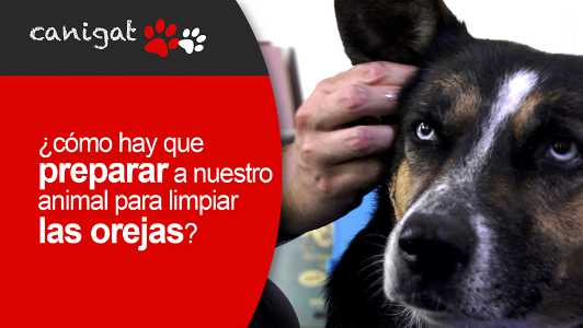 ¿cómo hay que preparar a nuestro animal para limpiar las orejas?