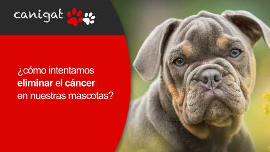 ¿cómo intentamos eliminar el cancer en nuestras mascotas?