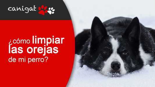 ¿cómo limpiar las orejas de mi perro?