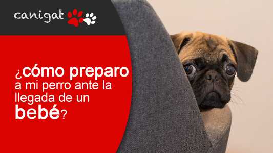 ¿cómo preparo a mi perro ante la llegada de un bebé?