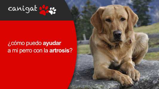 ¿cómo puedo ayudar a mi perro con la artrosis?