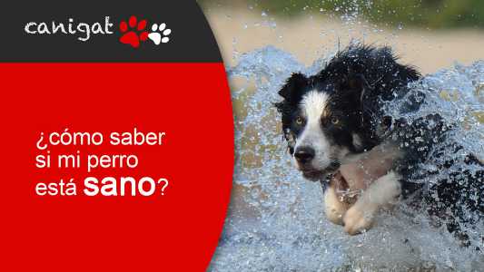 ¿cómo saber si mi perro está sano?