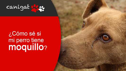 ¿cómo se si mi perro tiene moquillo?