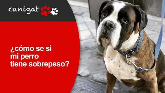 ¿cómo se si mi perro tiene sobrepeso?