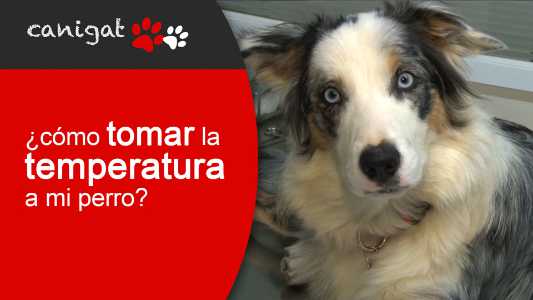 ¿cómo tomar la temperatura a mi perro?