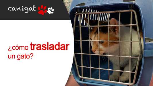 ¿cómo trasladar un gato?