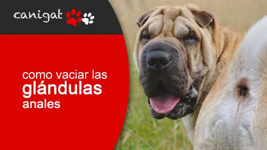 ¿cómo vaciar las glandulas anales en perros?