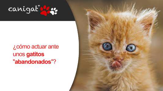 ¿cómo actuar ante unos gatitos "abandonados"?