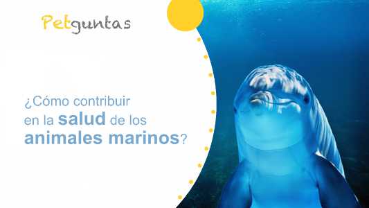 ¿cómo contribuir en la salud de los animales marinos?