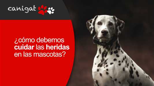 ¿cómo debemos cuidar las heridas en las mascotas?