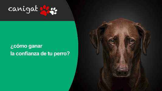 ¿cómo ganar la confianza de tu perro?