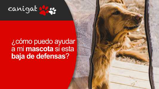 ¿cómo puede ayudar a mi mascota si esta baja de defensas?