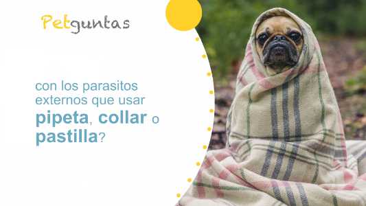 ¿con los parasitos externos que usar pipeta, collar o pastilla?