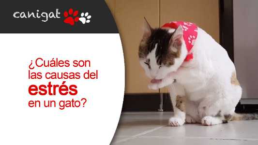 ¿cuáles son las causas del estrés en un gato?