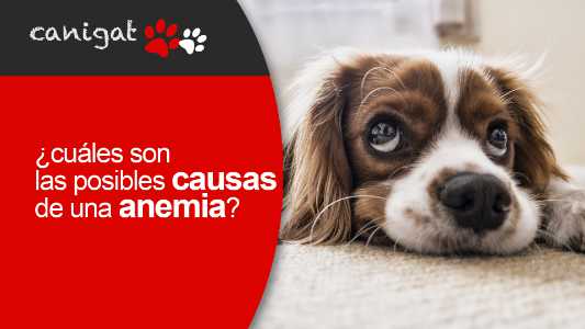 ¿cuáles son las causas posibles de una anemia?