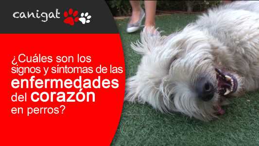 ¿cuáles son los signos y síntomas de la enfermedad del corazón en perros?